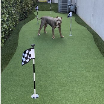 HaloTurf - 4 hole putting green and our Bully boy. - Artificial Turf Near Me - Los Alamitos, California HaloTurf - 4 hole putting green and our Bully boy. - Artificial Turf Near Me - Los Alamitos, California