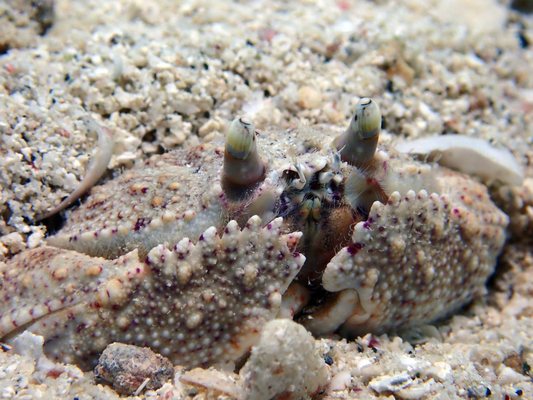 Culebra Divers by null