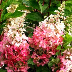 Sugar Run Nursery - 'Pinky Winky' Hydrangea