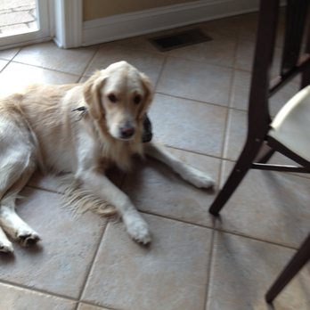 All Dogs Poop - A very happy customer! - Pet Waste Removal Near Me - Pennsauken, New Jersey All Dogs Poop - A very happy customer! - Pet Waste Removal Near Me - Pennsauken, New Jersey