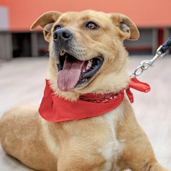 VetIQ Petcare - Veterinarians Near Me - Hazleton, Pennsylvania