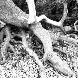 Trees by the banks.