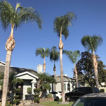 Valencia's Tree Service - After - Tree Services Near Me Valencia's Tree Service - After - Tree Services Near Me