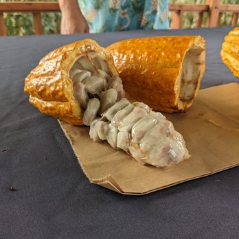 Lydgate Farms - Fresh Cacao Fruit! - Botanical Gardens Near Me - Kapaa, Hawaii