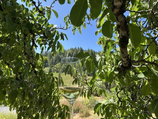 Porter-Bass Winery by null
