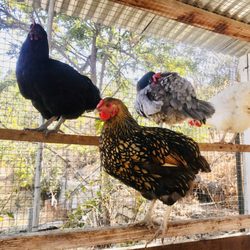 Sienna Ranch - Chickens!