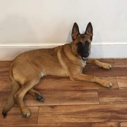 Wellington (Belgian Malinois) at the Canine Corner. 8 months old. Having a great time!