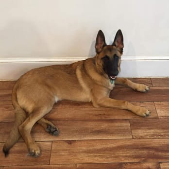 The Canine Corner - Wellington (Belgian Malinois) at the Canine Corner. 8 months old. Having a great time! - Pet Sitting Near Me - Brooklyn, New York