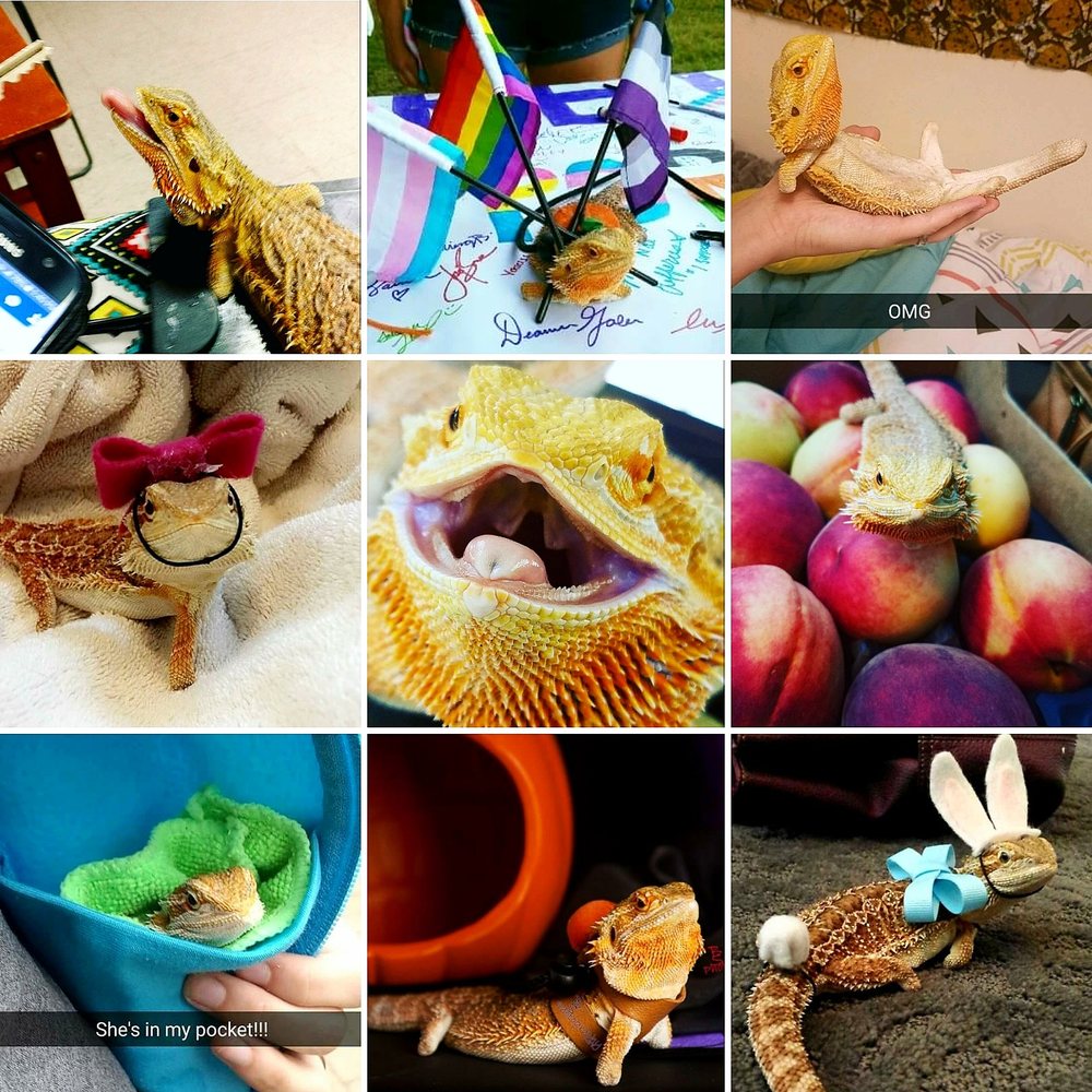 FEATHERS SCALES & TAILS VETERINARY HOSPITAL 42 Reviews 310 Woodward