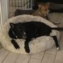 Canine Compassion