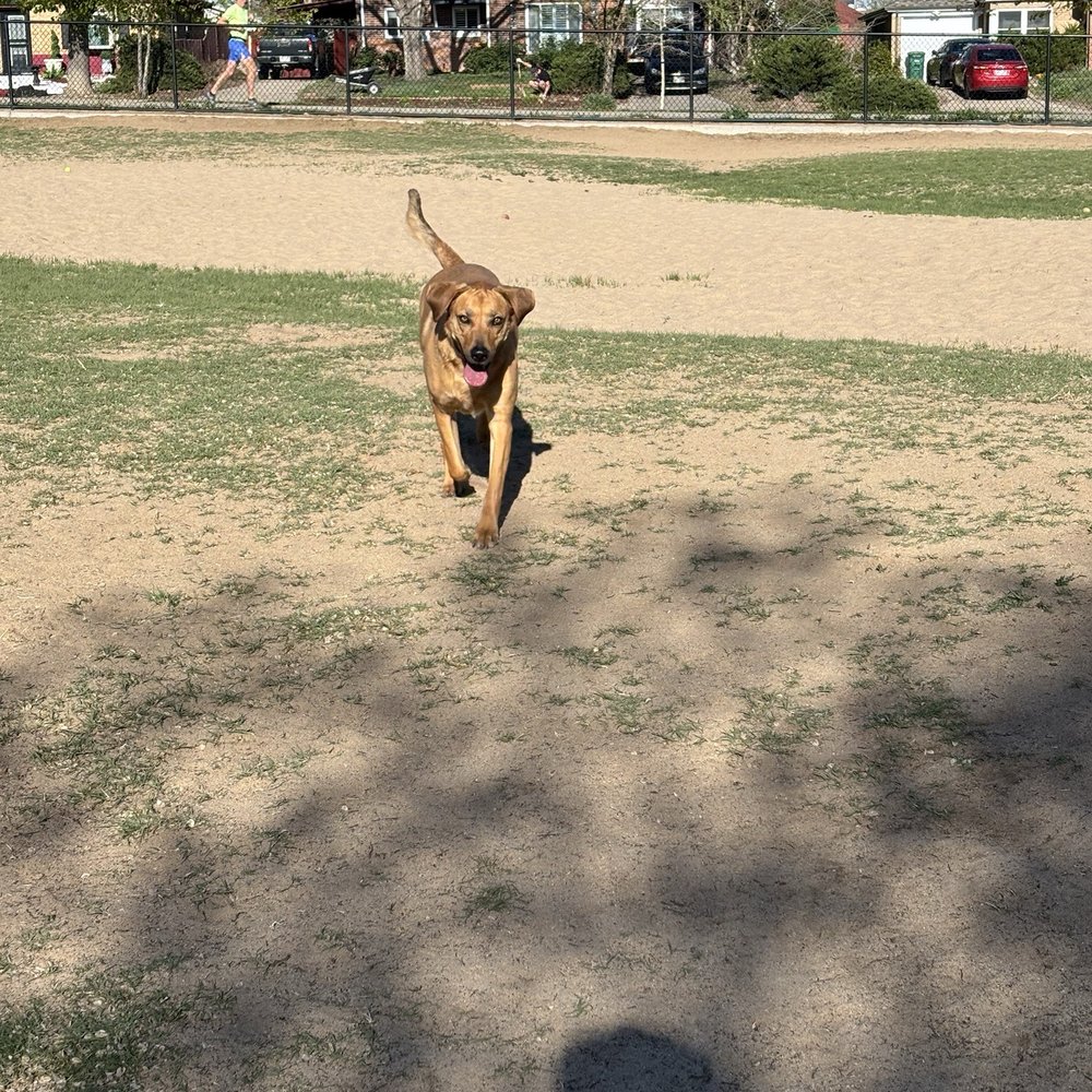 Stapleton Dog Park - Dog Parks Near Me - Denver, Colorado Stapleton Dog Park - Dog Parks Near Me - Denver, Colorado