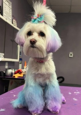 Royalty mobile Grooming - Same day appointments available! Book your appointment online or by phone. Royalty mobile Grooming offers a wide array of services to fit your pet's needs. Our prices are affordable and our attention to detail is unmatched.
