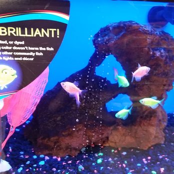 Petco - GloFish! - Pet Stores Near Me - Irvine, California Petco - GloFish! - Pet Stores Near Me - Irvine, California