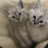 Spring Animal Hospital gift card