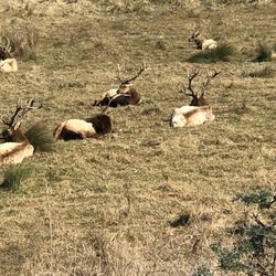 Tule Elk - Tomales Point Trail - It was in the middle of the rut so I couldn't get as close as I would have liked, but still super cool!