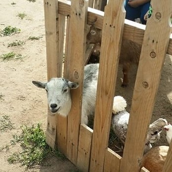 Netties Party Pals - This particular goat, not sure of it's name, had a very charming smile. - Party & Event Planning Near Me - Hemet, California Netties Party Pals - This particular goat, not sure of it's name, had a very charming smile. - Party & Event Planning Near Me - Hemet, California