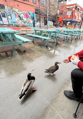 Cedars of Lebanon by null