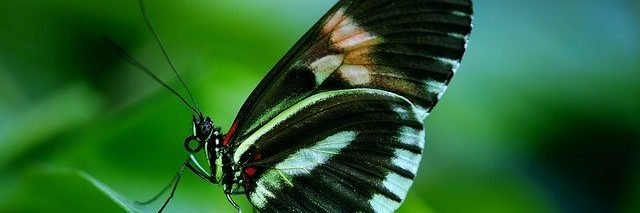 Laura Bass Counseling - grief counselor in Charlotte, NC