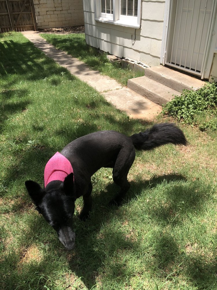 PAWS & CLAWS PET GROOMING Updated August 2024 4818 Louisville Ave