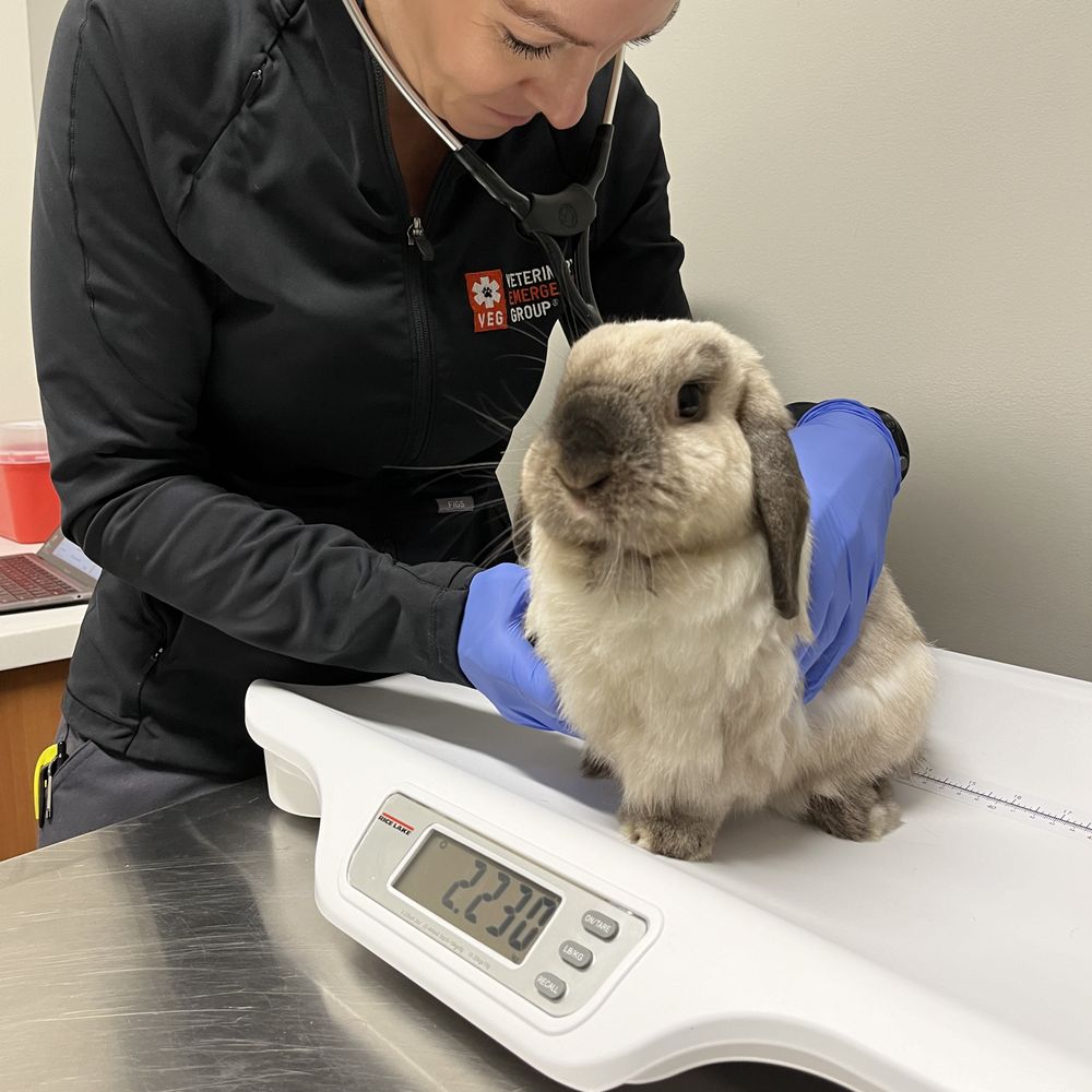 Our bunny getting checked in at VEG Encinitas