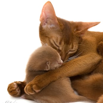 Sergio's Restaurant - Thank you for caring about our community cats Sergio's! - Cuban Near Me - Miami, Florida Sergio's Restaurant - Thank you for caring about our community cats Sergio's! - Cuban Near Me - Miami, Florida