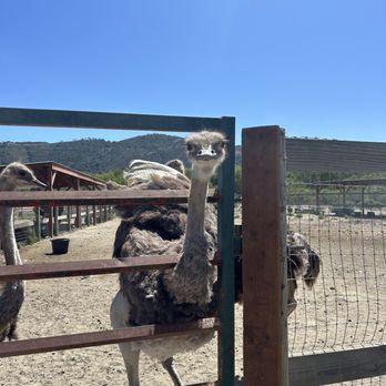 Ostrichland USA - Ostrich - Attraction Farms Near Me - Solvang, California Ostrichland USA - Ostrich - Attraction Farms Near Me - Solvang, California