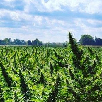 Barry Outlets - We carry variety of CBD products - Tobacco Shops Near Me - Jonesville, North Carolina Barry Outlets - We carry variety of CBD products - Tobacco Shops Near Me - Jonesville, North Carolina
