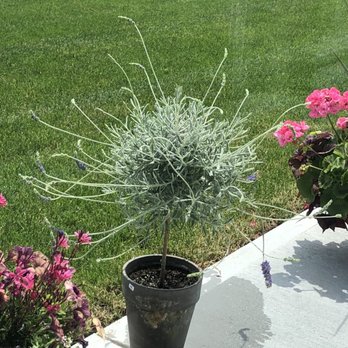 Blue Moon - Lavender topiary - Antiques Near Me - Westville, Indiana