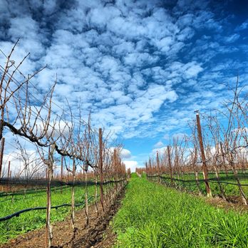 Sustainable Wine Tours - Walk the vineyards with us! - Wine Tours Near Me - Santa Barbara, California Sustainable Wine Tours - Walk the vineyards with us! - Wine Tours Near Me - Santa Barbara, California
