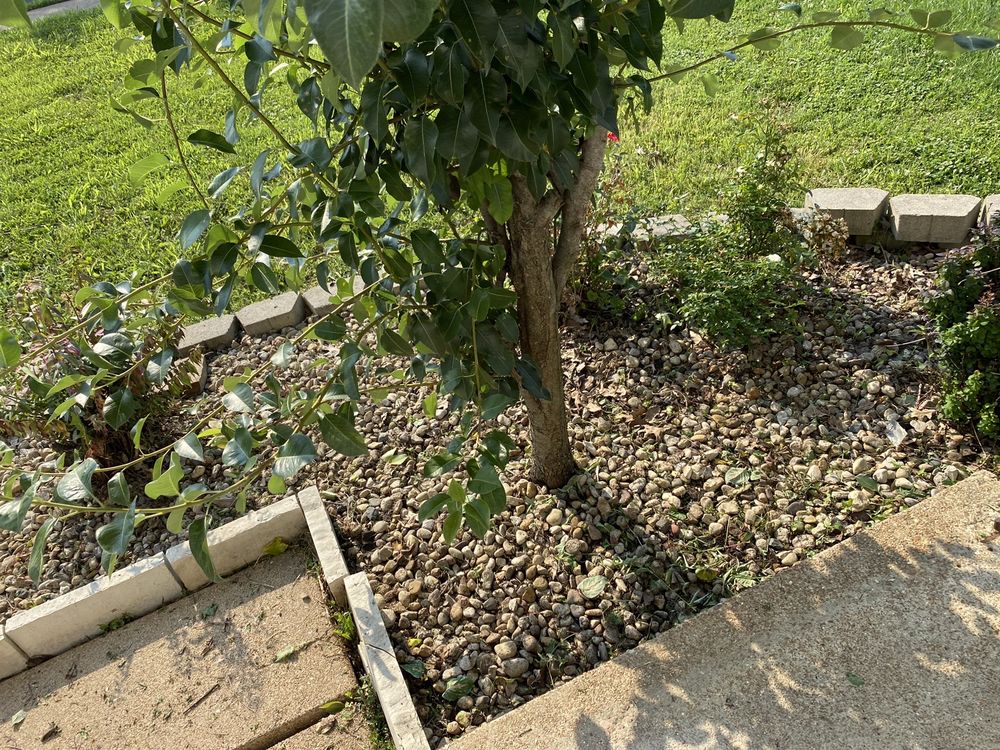 ROSEWOOD LANDSCAPE DESIGNS Updated July 2024 29 Photos St. Peters