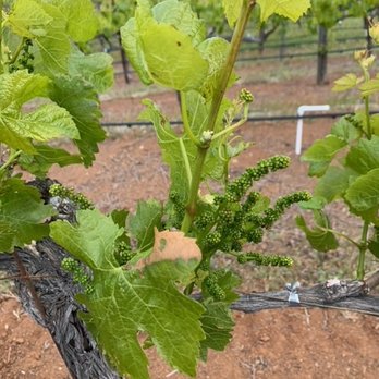 Green & Red Vineyard - Inflorescence, flower clusters ready to bloom - Wineries Near Me - Saint Helena, California