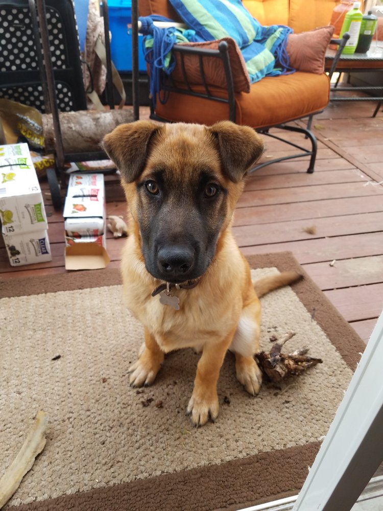 P.U.R.R.R. RESCUE Animal Shelters Lakewood, WA Phone Number Yelp