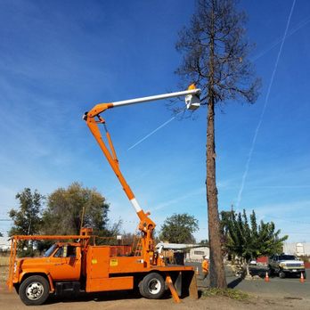AVR Tree Service - Just a wee tree for big orange - Tree Services Near Me