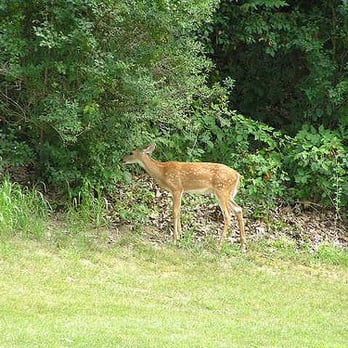 Destination Geneva National - Deer nibbling - Golf Near Me - Lake Geneva, Wisconsin