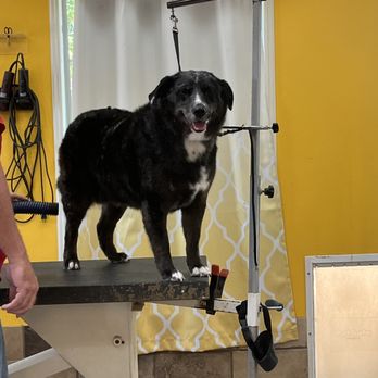 Oasis Pet Spa - Pet Groomers Near Me - Moody, Texas