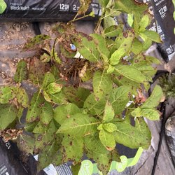 Diseased plant