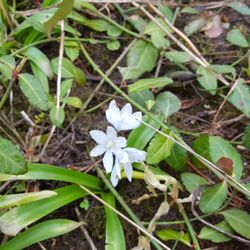 Terradise Nature Center - Spring Beauties.