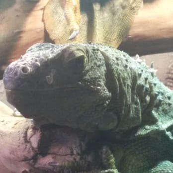 Reptilia - Zoos Near Me - Concord, Ontario Reptilia - Zoos Near Me - Concord, Ontario