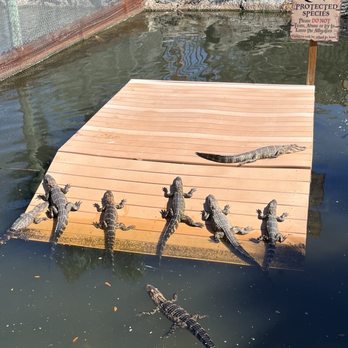 Smugglers Cove Adventure Golf - Lazy gators - Mini Golf Near Me - Sarasota, Florida