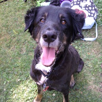 Wishbone's Pet Care - Dog Walkers Near Me - Pittsburgh, Pennsylvania Wishbone's Pet Care - Dog Walkers Near Me - Pittsburgh, Pennsylvania