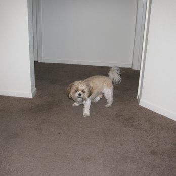 Chico Animal Hospital - Veterinarians Near Me - Chico, California Chico Animal Hospital - Veterinarians Near Me - Chico, California