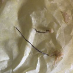 Piece of dirty mop in breakfast burrito