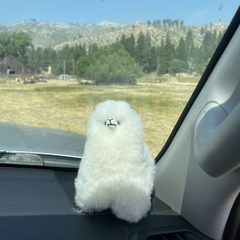 Olde LYFE Alpacas - Attraction Farms Near Me - Carson City, Nevada