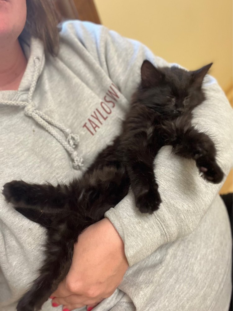 TREMONT ANIMAL CLINIC Updated March 2024 17 Photos & 45 Reviews