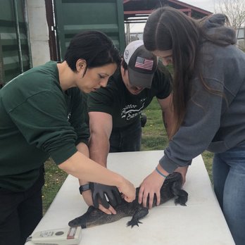 Critchlow Alligator Sanctuary - Checking for a microchip - Animal Shelters Near Me - Athens, Michigan