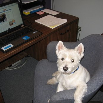 Go Dogs Go - Pet Groomers Near Me - Long Beach, California