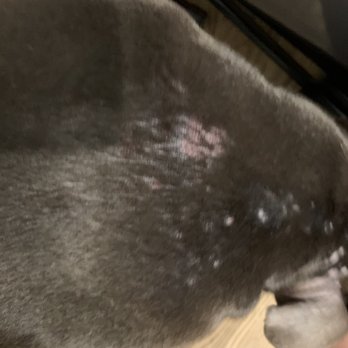 PAWS Chicago Lurie Clinic - This is all new formation "Prior to taking her she had a MILD skin condition so I was fully aware of that but this is AFTER!" - Veterinarians Near Me - Chicago, Illinois PAWS Chicago Lurie Clinic - This is all new formation "Prior to taking her she had a MILD skin condition so I was fully aware of that but this is AFTER!" - Veterinarians Near Me - Chicago, Illinois