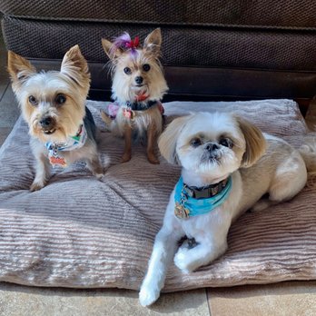 The Paw Spa - Thanks to the wonderful dental hygienists and lovely groomers for beautifying and keeping my fur-babies healthy. - Pet Groomers Near Me - Corona, California The Paw Spa - Thanks to the wonderful dental hygienists and lovely groomers for beautifying and keeping my fur-babies healthy. - Pet Groomers Near Me - Corona, California