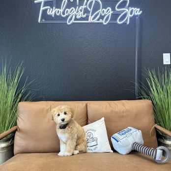 Furologist Dog Spa - After - Pet Groomers Near Me - San Jose, California