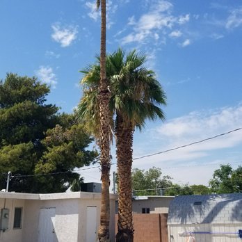 Treepro - before and after. - Tree Services Near Me - Las Vegas, Nevada Treepro - before and after. - Tree Services Near Me - Las Vegas, Nevada